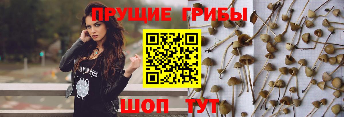 Нижний Тагил  Галлюциногенные грибы Cubensis  Вход с VPN  Псилоцибиновые грибы мицелий 